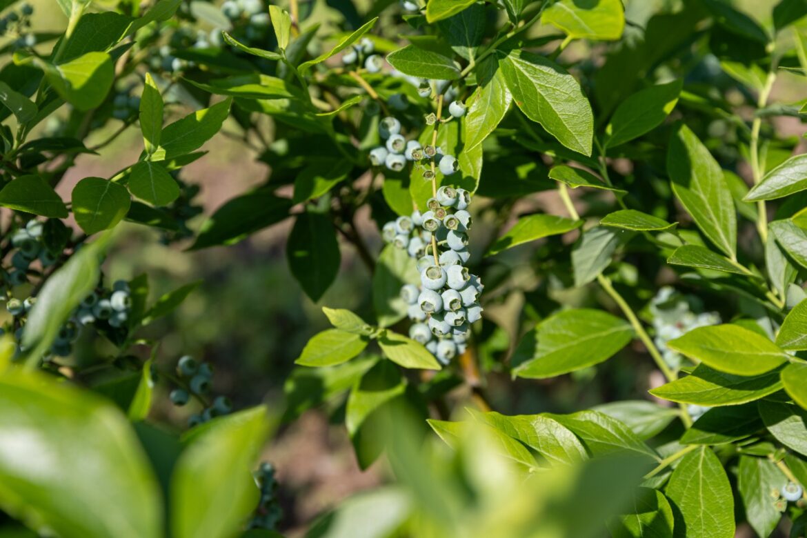 viber_image_2025-06-07_14-11-35-078