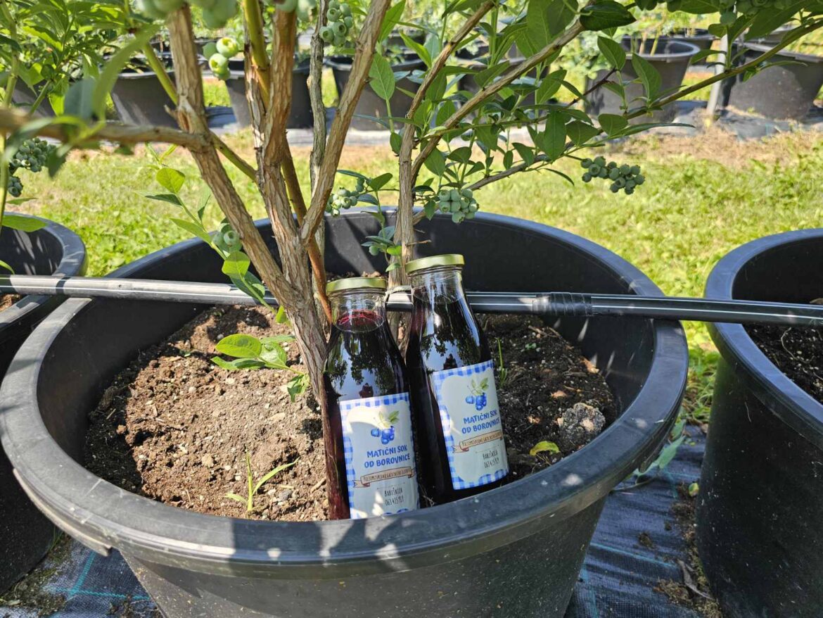 viber_image_2025-06-07_14-59-41-535