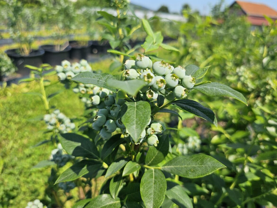 viber_image_2025-06-07_14-59-42-293