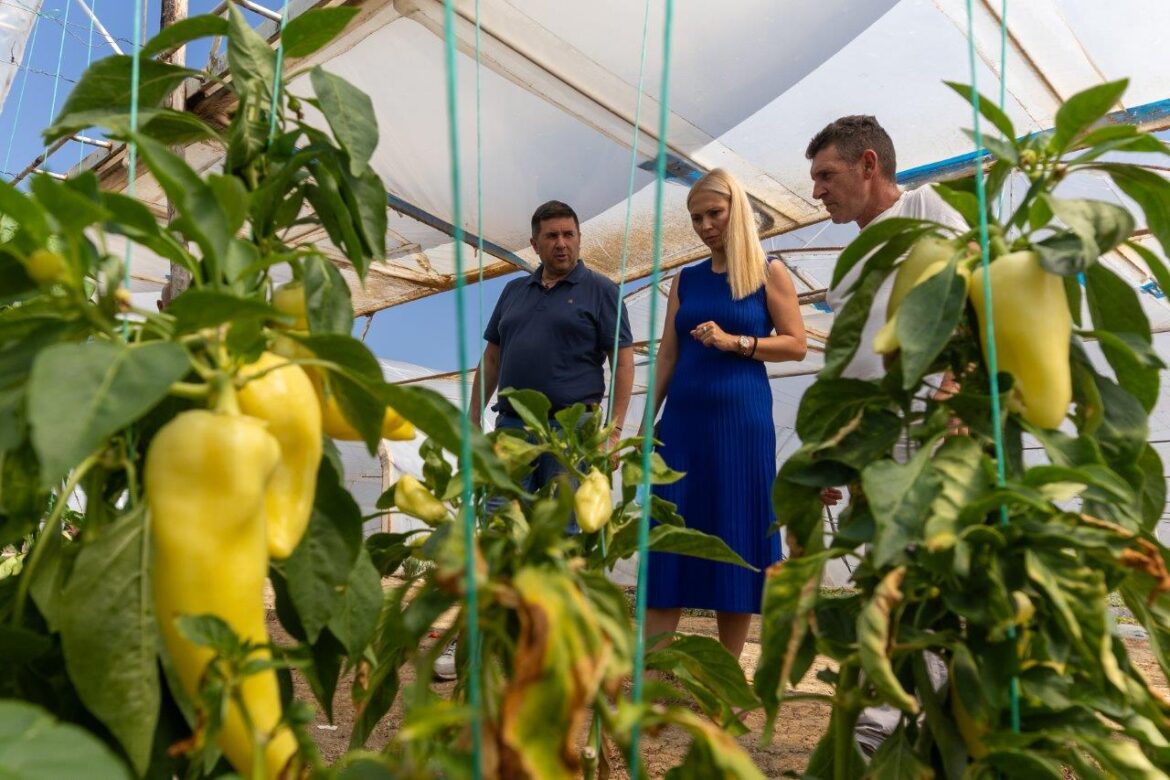 Tosic Danijela Mirjanic povrtarstvo paprika berba plastenik silja ljuta ml…ci (1)