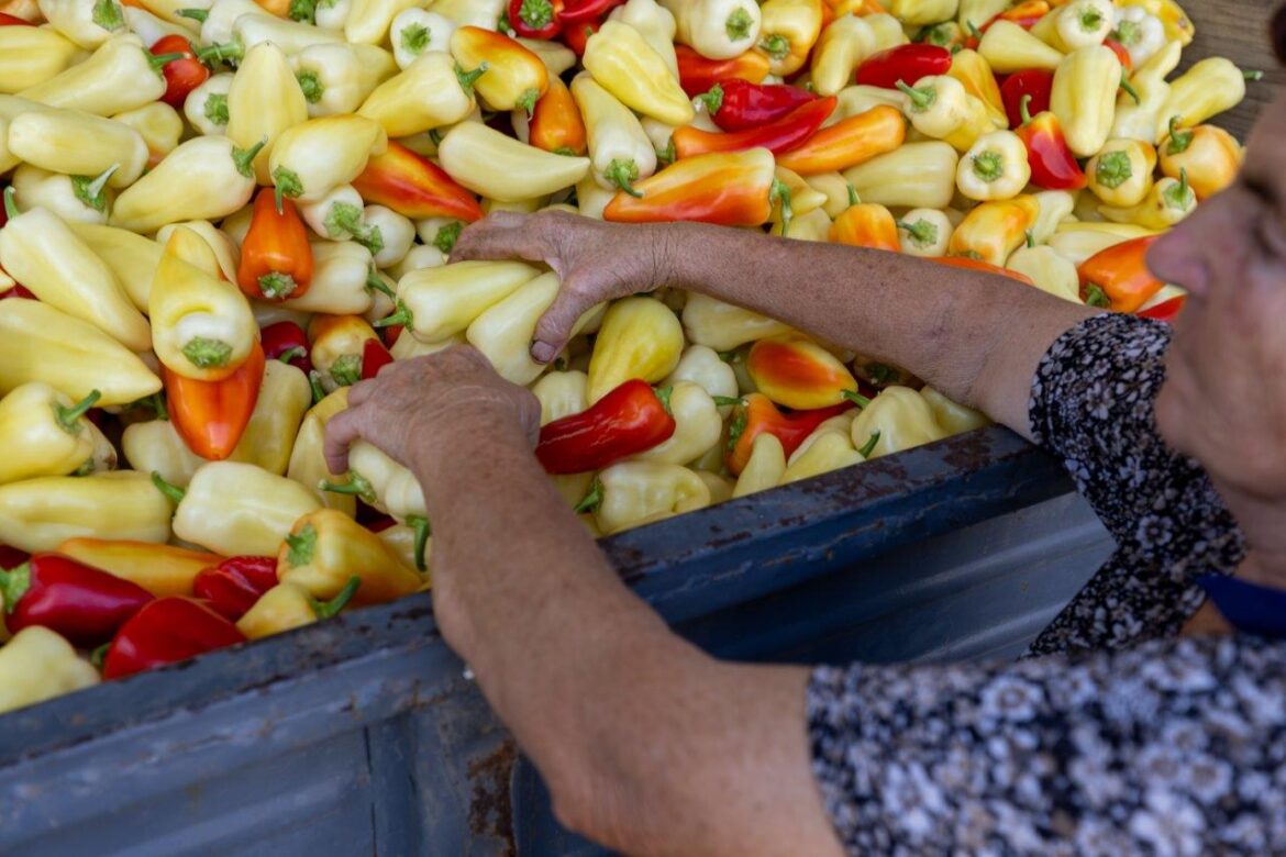 Tosic Danijela Mirjanic povrtarstvo paprika berba plastenik silja ljuta ml…i (13)