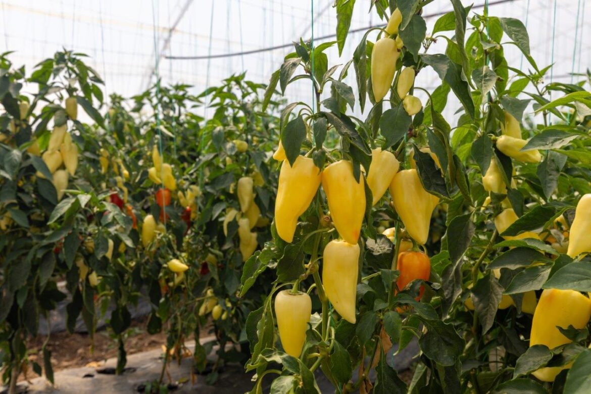 Tosic Danijela Mirjanic povrtarstvo paprika berba plastenik silja ljuta ml…i (23)