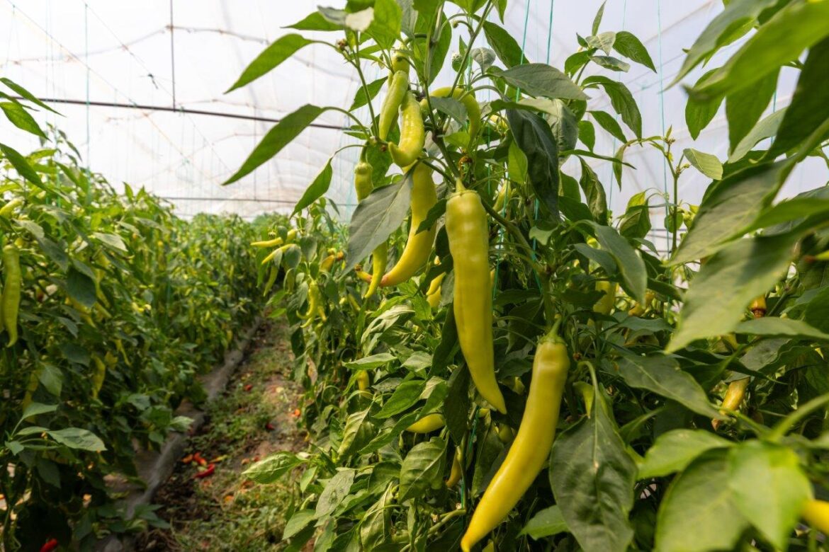 Tosic Danijela Mirjanic povrtarstvo paprika berba plastenik silja ljuta ml…i (28)