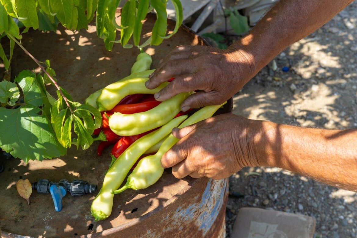 Tosic Danijela Mirjanic povrtarstvo paprika berba plastenik silja ljuta ml…i (48)