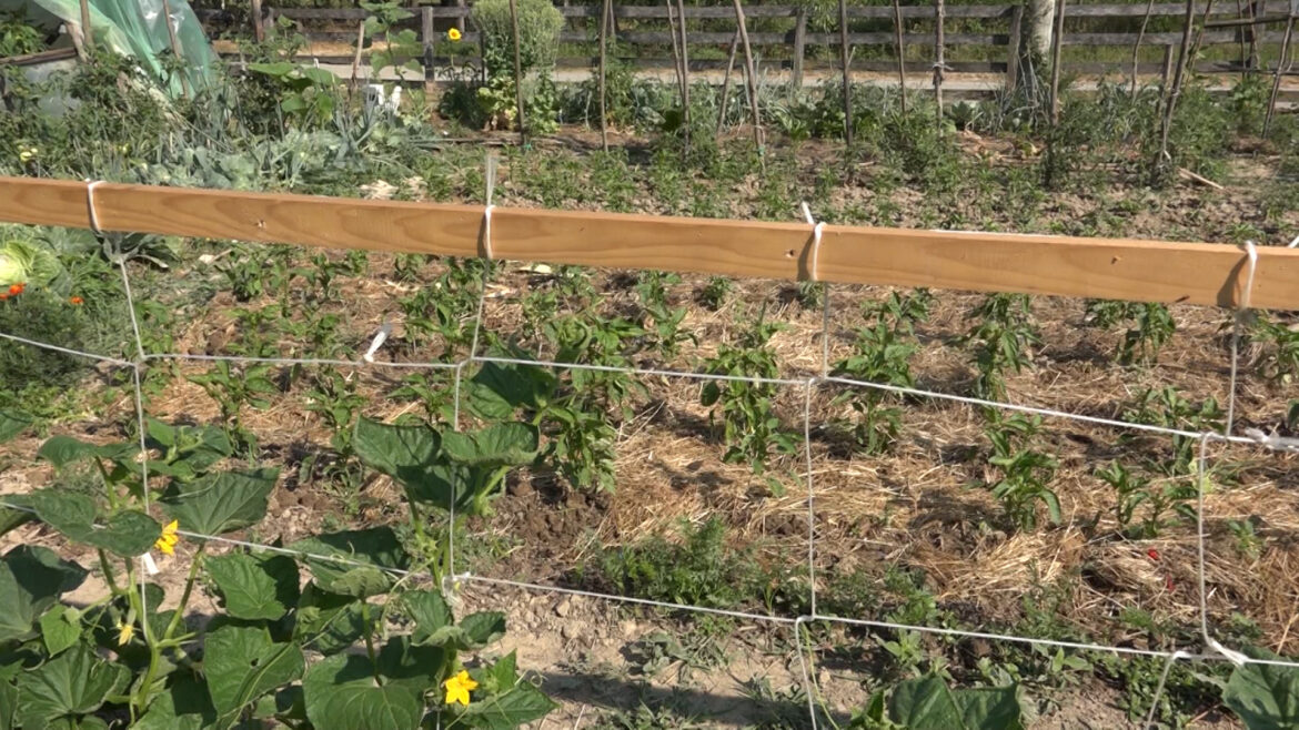 perma paprika za zimnicu