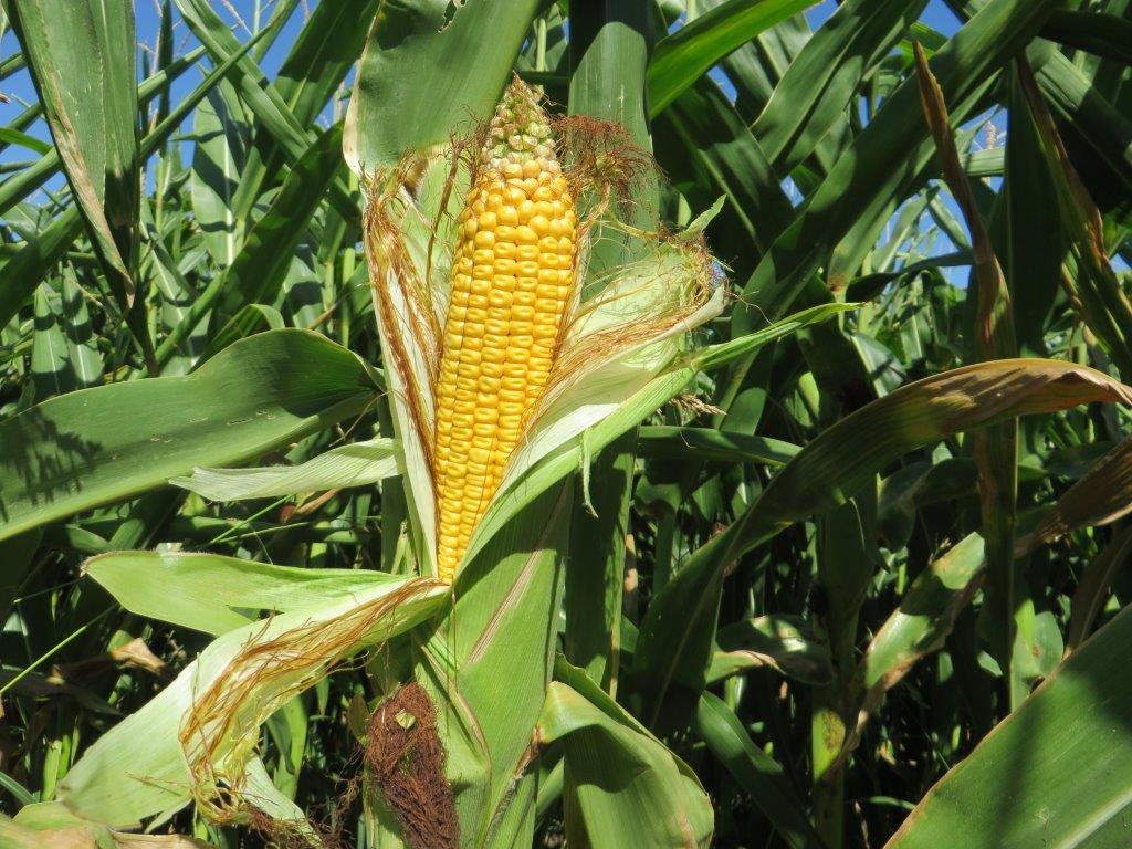 susa kukuruz dolovo i besenovo (6)