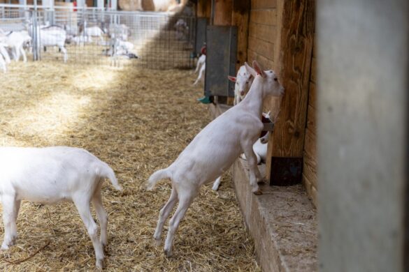 IMG-2e35ff7688875efcbd6b16588d6ccef9-V