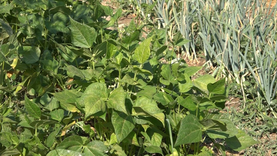 perma luk i boranija