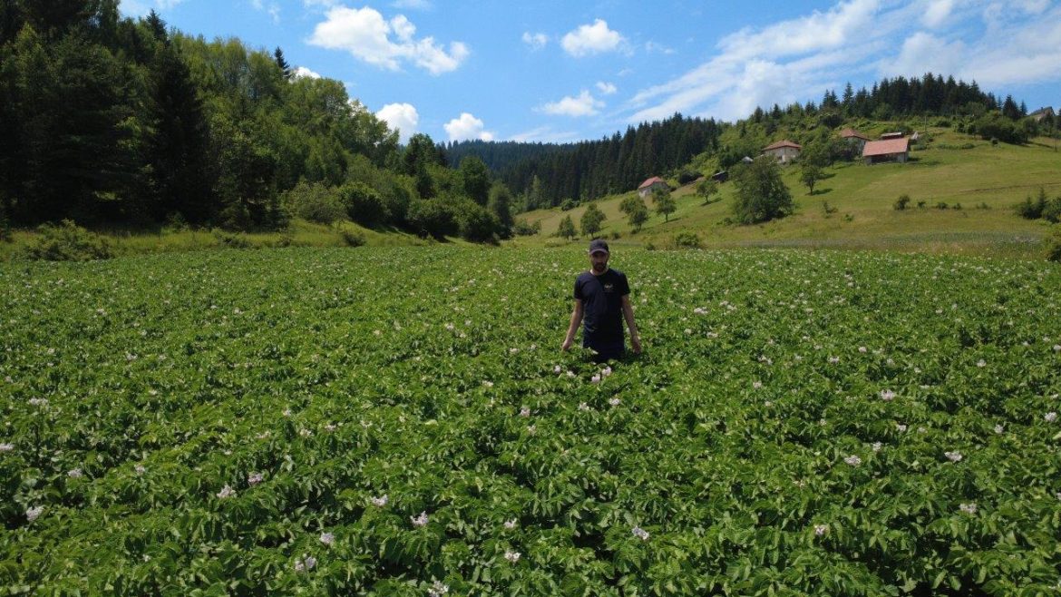 Zlatar selo Akmacici kod Uros Gujancic proizvodnja krompira dron (12)