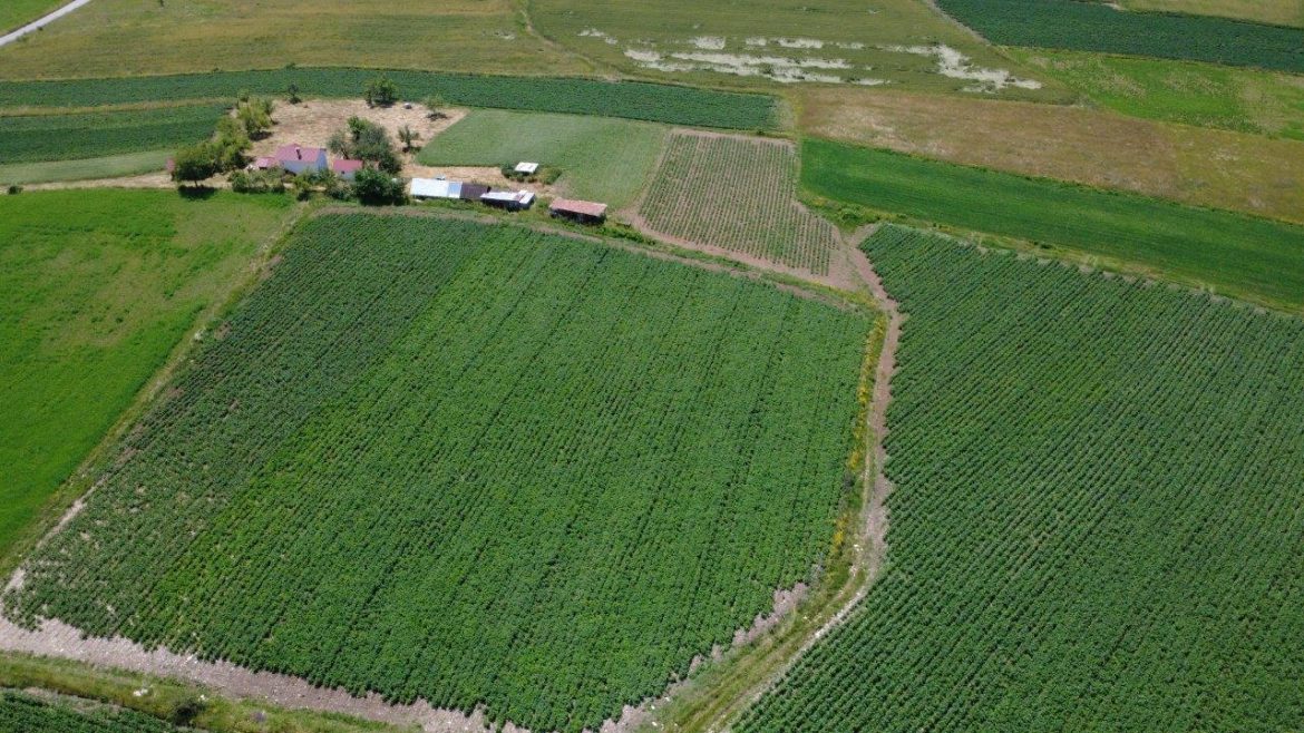 Zlatar selo Akmacici kod Uros Gujancic proizvodnja krompira dron (32)