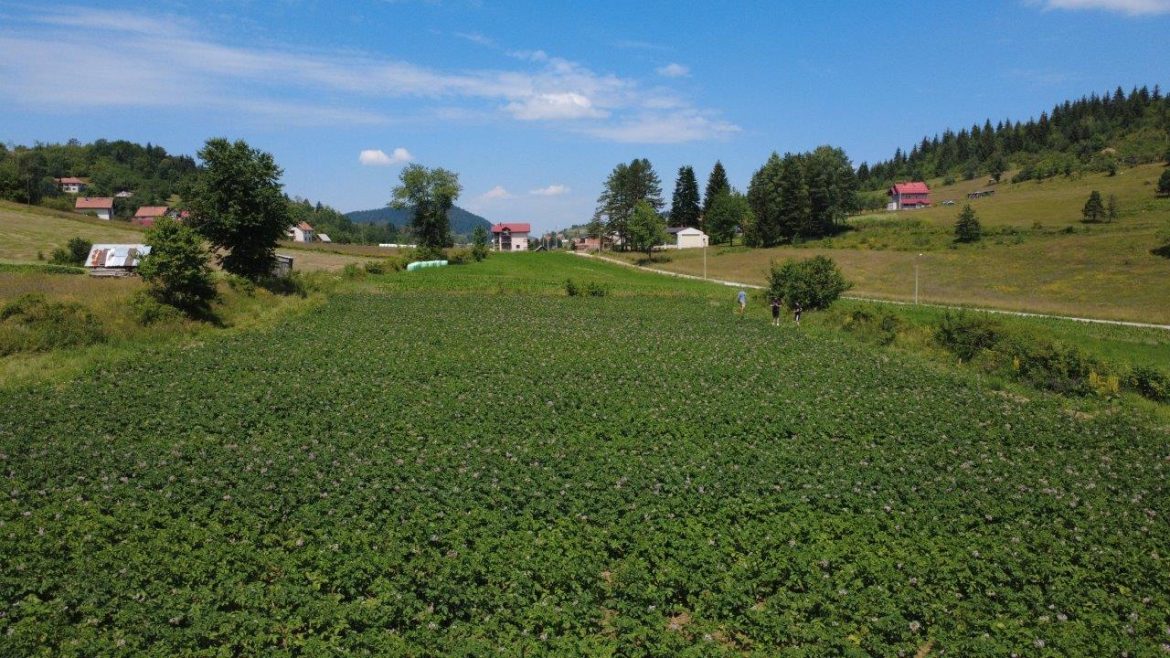 Zlatar selo Akmacici kod Uros Gujancic proizvodnja krompira dron (4)